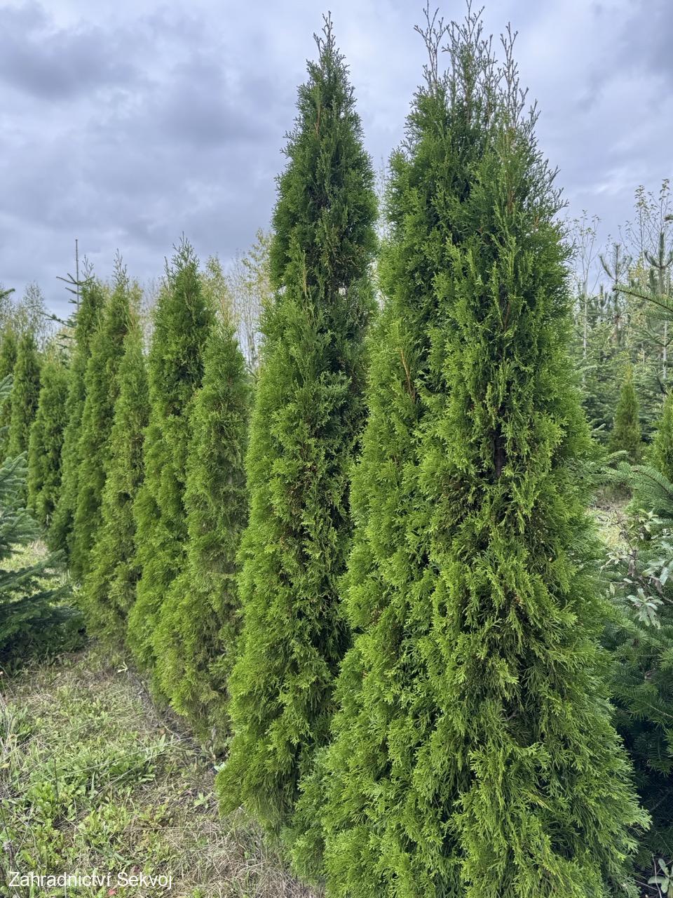 Thuja occidentalis smaragd 170 cm zemní bal